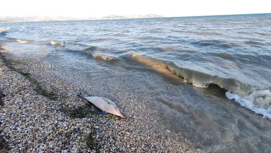 Αργολίδα: Νεκρό δελφινάκι και θαλάσσια χελώνα