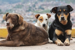 Υλοποιείται το πρόγραμμα αδέσποτων ζώων συντροφιάς στο Δήμο Βέλου Βόχας