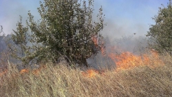 Φωτιά ξέσπασε στο χωριο Αλέα Τεγεας. Περιορίστηκε με την άμεση επέμβαση της Πυροσβεστικής (photo)
