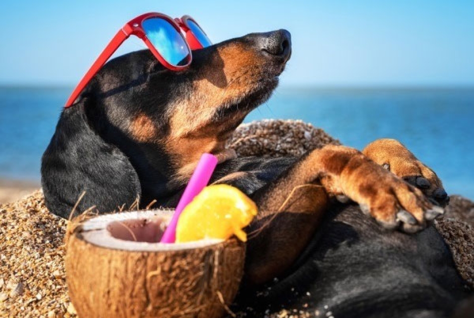 Που και πότε επιτρέπονται τα σκυλιά στην παραλία?