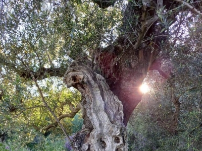Καταγραφή των αιωνόβιων δέντρων του Δήμου Πύλου – Νέστορος