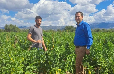 Επιβεβλημένη η προστασία της καλλιέργειας πράσινης πιπεριάς στις Περιφερειακές Ενότητες Αχαΐας - Ηλείας
